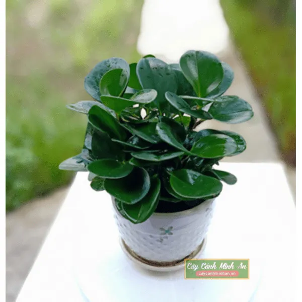 Sản phẩm Cay truong sinh minhan3 600x600 1 — Công Ty TNHH Đầu Tư Phát Triển Dịch Vụ Và Thương Mại Minh An — MST 0106006259