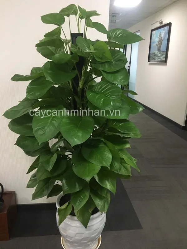 Sản phẩm trau ba leo cot — Công Ty TNHH Đầu Tư Phát Triển Dịch Vụ Và Thương Mại Minh An — MST 0106006259