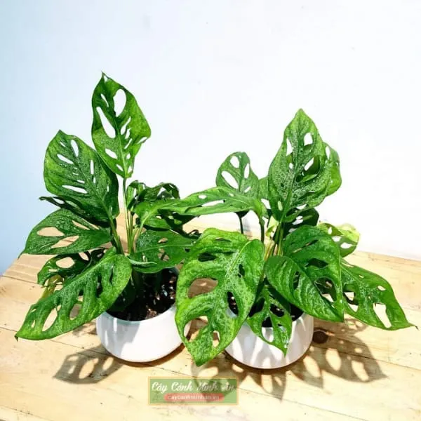 Sản phẩm trau ba lo 1 — Công Ty TNHH Đầu Tư Phát Triển Dịch Vụ Và Thương Mại Minh An — MST 0106006259