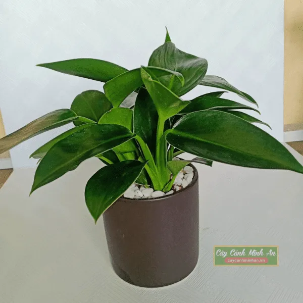 Sản phẩm trau ba de vuong xanh minhan 1 — Công Ty TNHH Đầu Tư Phát Triển Dịch Vụ Và Thương Mại Minh An — MST 0106006259