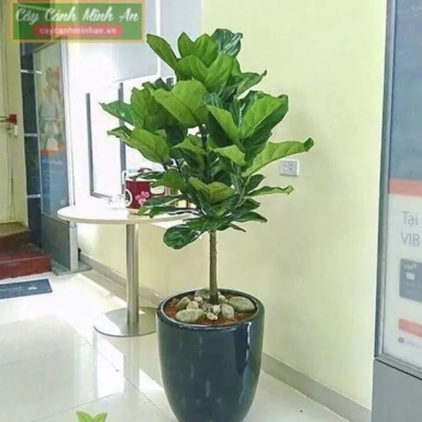 Sản phẩm cay bang singapore 5 1 — Công Ty TNHH Đầu Tư Phát Triển Dịch Vụ Và Thương Mại Minh An — MST 0106006259