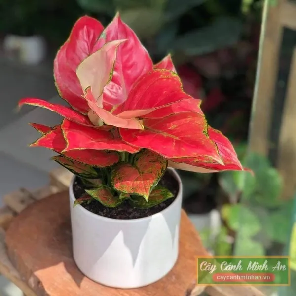 Sản phẩm cay hong phat loc 3 than — Công Ty TNHH Đầu Tư Phát Triển Dịch Vụ Và Thương Mại Minh An — MST 0106006259