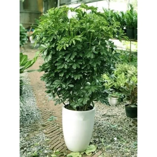 Sản phẩm cay ngu gia bi 3 — Công Ty TNHH Đầu Tư Phát Triển Dịch Vụ Và Thương Mại Minh An — MST 0106006259
