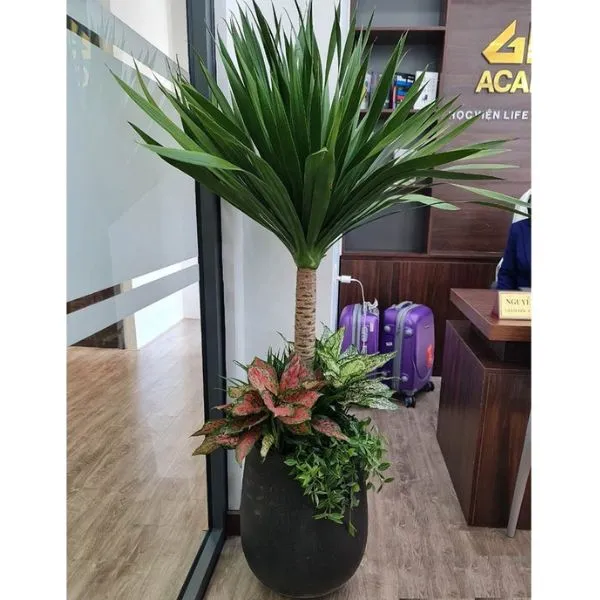 Sản phẩm cay phat tai nui 8 — Công Ty TNHH Đầu Tư Phát Triển Dịch Vụ Và Thương Mại Minh An — MST 0106006259