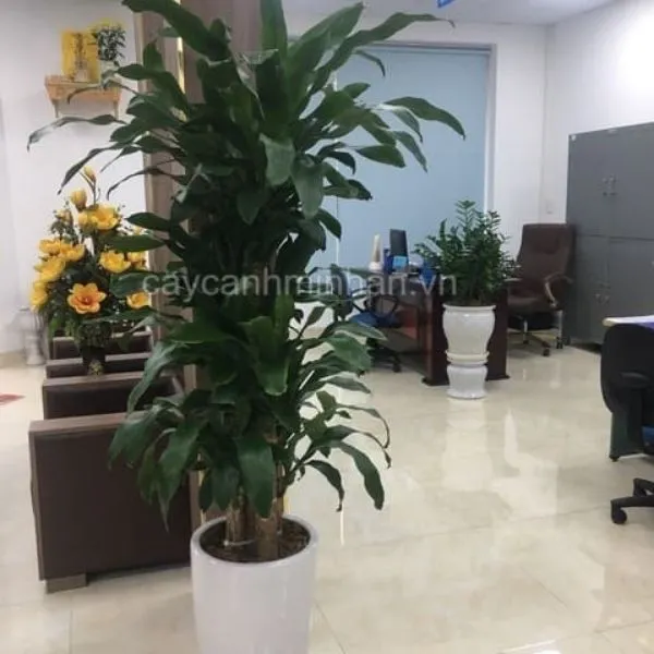 Sản phẩm cay thiet moc lan dep — Công Ty TNHH Đầu Tư Phát Triển Dịch Vụ Và Thương Mại Minh An — MST 0106006259
