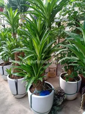 Sản phẩm cay thiet moc lan6 300x400 — Công Ty TNHH Đầu Tư Phát Triển Dịch Vụ Và Thương Mại Minh An — MST 0106006259