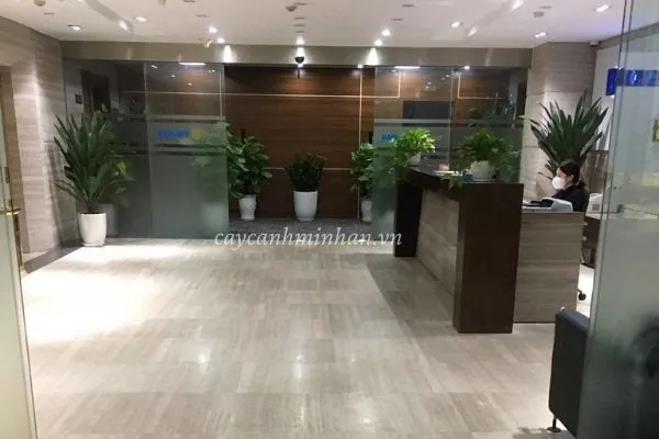 Sản phẩm cay phong thuy van phong 1 — Công Ty TNHH Đầu Tư Phát Triển Dịch Vụ Và Thương Mại Minh An — MST 0106006259