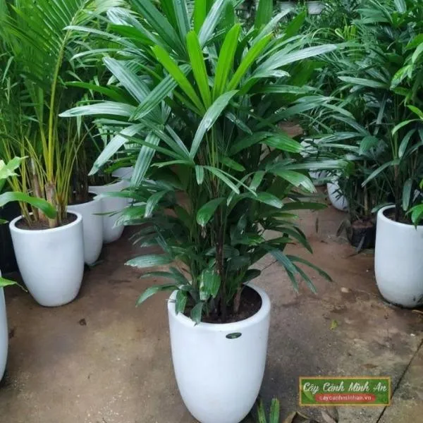Sản phẩm cay truc may 1 — Công Ty TNHH Đầu Tư Phát Triển Dịch Vụ Và Thương Mại Minh An — MST 0106006259