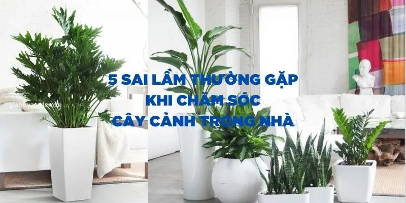 Sản phẩm cham soc cay canh trong nha — Công Ty TNHH Đầu Tư Phát Triển Dịch Vụ Và Thương Mại Minh An — MST 0106006259