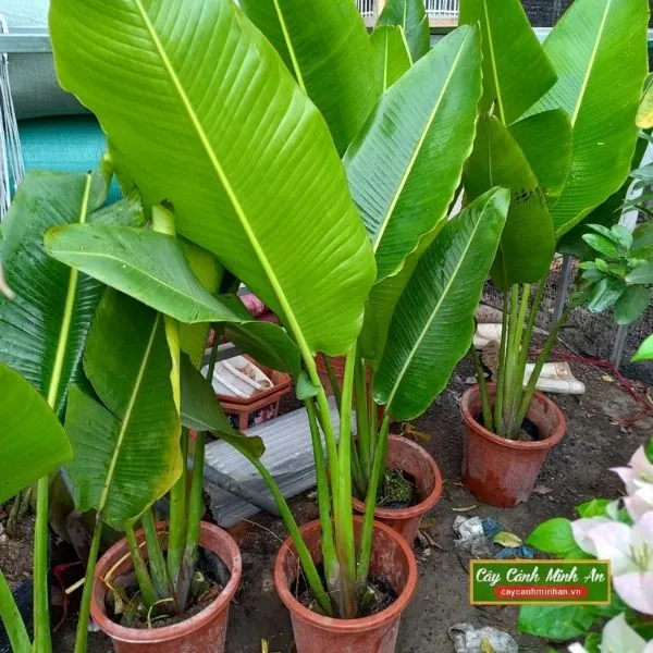 Sản phẩm cay chuoi re quat — Công Ty TNHH Đầu Tư Phát Triển Dịch Vụ Và Thương Mại Minh An — MST 0106006259