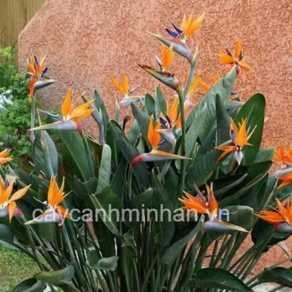Sản phẩm cay hoa thien dieu 1 — Công Ty TNHH Đầu Tư Phát Triển Dịch Vụ Và Thương Mại Minh An — MST 0106006259