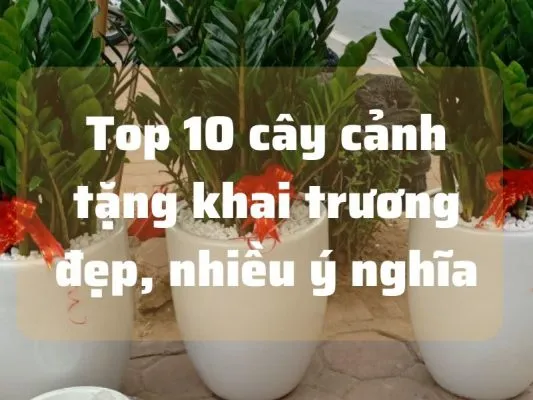 Sản phẩm cay tang khai truong 533x400 — Công Ty TNHH Đầu Tư Phát Triển Dịch Vụ Và Thương Mại Minh An — MST 0106006259