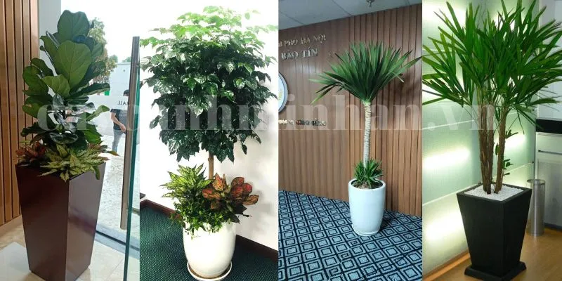 Sản phẩm ban cay canh van phong — Công Ty TNHH Đầu Tư Phát Triển Dịch Vụ Và Thương Mại Minh An — MST 0106006259