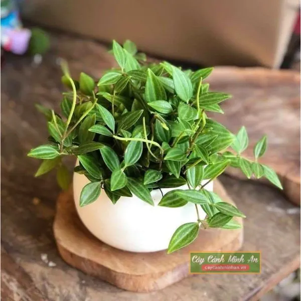 Sản phẩm cay binh an — Công Ty TNHH Đầu Tư Phát Triển Dịch Vụ Và Thương Mại Minh An — MST 0106006259