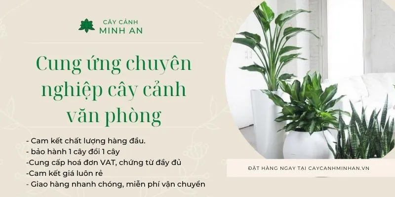 Sản phẩm cay canh trong van phong1 — Công Ty TNHH Đầu Tư Phát Triển Dịch Vụ Và Thương Mại Minh An — MST 0106006259
