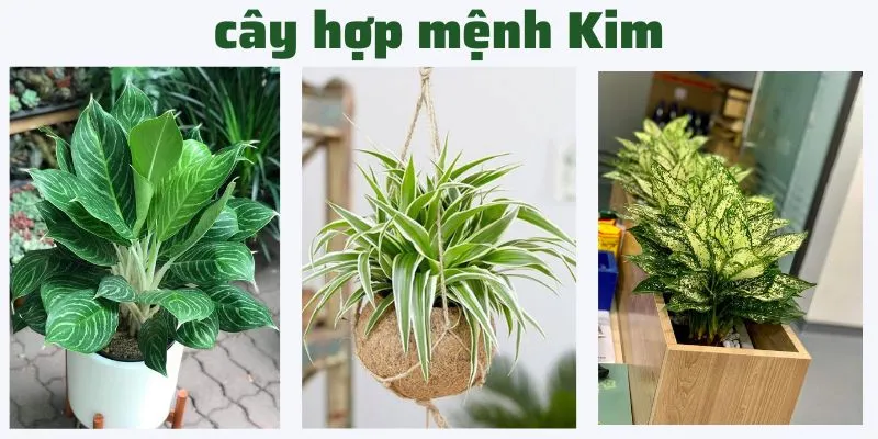 Sản phẩm cay hop menh kim — Công Ty TNHH Đầu Tư Phát Triển Dịch Vụ Và Thương Mại Minh An — MST 0106006259