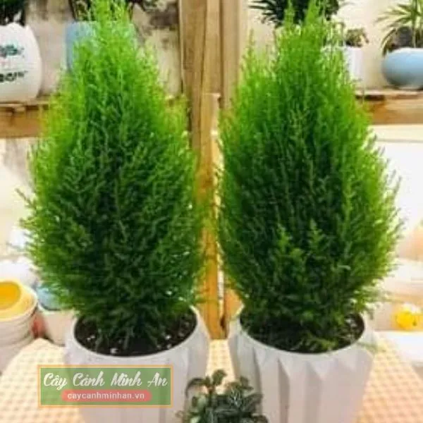Sản phẩm cay tung thom trang tri noel — Công Ty TNHH Đầu Tư Phát Triển Dịch Vụ Và Thương Mại Minh An — MST 0106006259