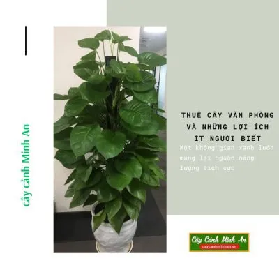 Sản phẩm thue cay xanh van phong 400x400 — Công Ty TNHH Đầu Tư Phát Triển Dịch Vụ Và Thương Mại Minh An — MST 0106006259