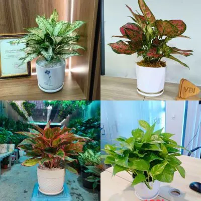 Sản phẩm Cay canh van phong dep de cham 400x400 — Công Ty TNHH Đầu Tư Phát Triển Dịch Vụ Và Thương Mại Minh An — MST 0106006259
