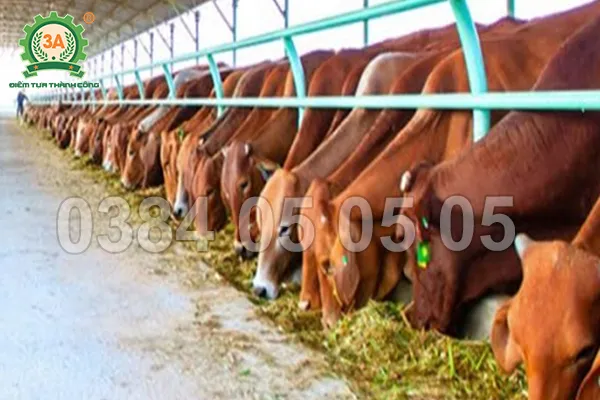 Sản phẩm trang trai bo tiet kiem chi phi nho may bam co cong nghiep 05 — Công Ty Cổ Phần Đầu Tư Tuấn Tú — MST 0106028485