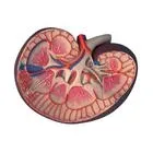 Sản phẩm 0c495d5e789adc87c5dc641661f37b4d — Công Ty Cổ Phần Thương Mại Thiết Bị Khoa Học Kỹ Thuật Việt Nam — MST 0106035147
