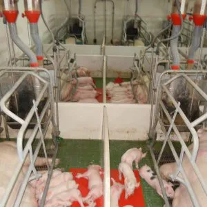 Sản phẩm DSCN7744 300x300 — Thiết Bị Chăn Nuôi Sơn Phương - Công Ty TNHH Một Thành Viên Phát Triển Sơn
Phương — MST 0106075157
