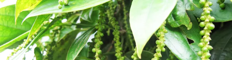 Sản phẩm Untitled 1 — Nông Sản Gia Vị Imtex - Công Ty Cổ Phần Xuất Nhập Khẩu Imtex Việt Nam — MST 0106107232
