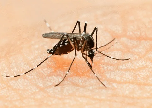 Sản phẩm 180102075313muoi_Aedes — Dịch Vụ Diệt Côn Trùng Hà Nội - Công Ty TNHH Diệt Mối Và Côn Trùng Hà Nội — MST 0106107289