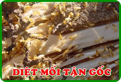 Sản phẩm 171226104348ky thuat diet moi tan goc — Dịch Vụ Diệt Côn Trùng Hà Nội - Công Ty TNHH Diệt Mối Và Côn Trùng Hà Nội — MST 0106107289