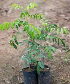Sản phẩm 3bfc47fef1740e313386f8b1539a210c e1715844153319 247x296 — Công Ty Cổ Phần Hệ Sinh Thái Công Nghệ Việt Nam — MST 0106202327