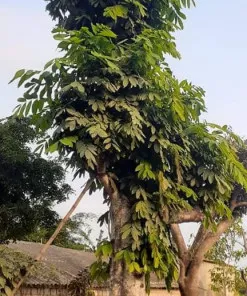 Sản phẩm Cay vang anh nhanong24h 2 247x296 — Công Ty Cổ Phần Hệ Sinh Thái Công Nghệ Việt Nam — MST 0106202327