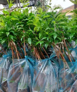 Sản phẩm Man tam hoa 247x296 — Công Ty Cổ Phần Hệ Sinh Thái Công Nghệ Việt Nam — MST 0106202327