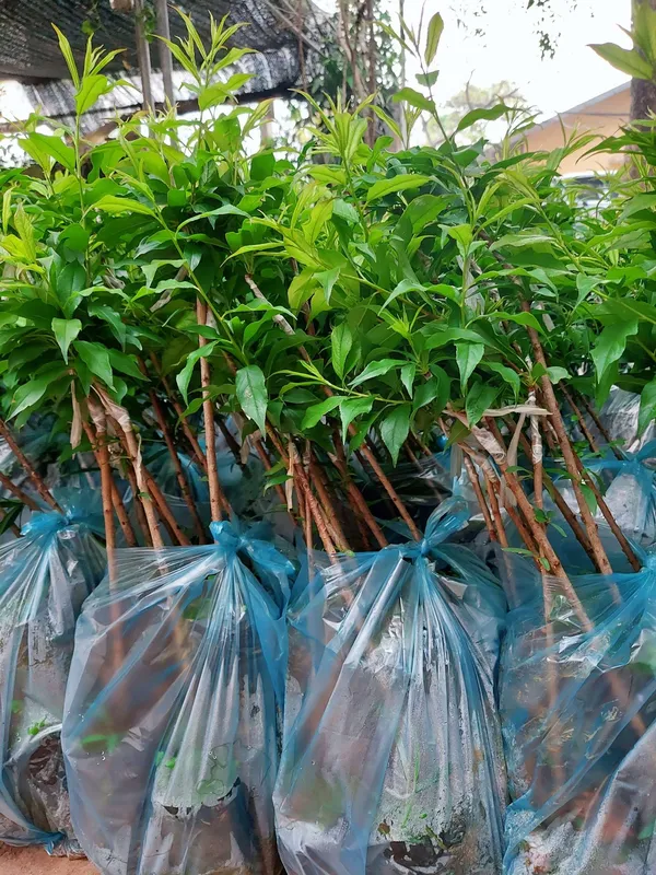 Sản phẩm Man tam hoa — Công Ty Cổ Phần Hệ Sinh Thái Công Nghệ Việt Nam — MST 0106202327