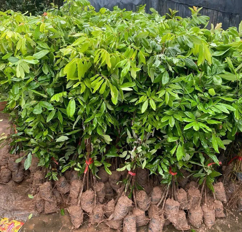 Sản phẩm Nhan Thai e1715855063797 — Công Ty Cổ Phần Hệ Sinh Thái Công Nghệ Việt Nam — MST 0106202327