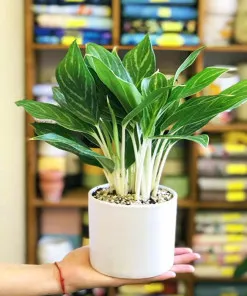Sản phẩm bach ma 247x296 — Công Ty Cổ Phần Hệ Sinh Thái Công Nghệ Việt Nam — MST 0106202327