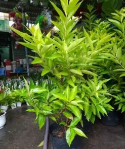 Sản phẩm ban cay voi nep voi bac_ban cay voi nep 4 247x296 — Công Ty Cổ Phần Hệ Sinh Thái Công Nghệ Việt Nam — MST 0106202327