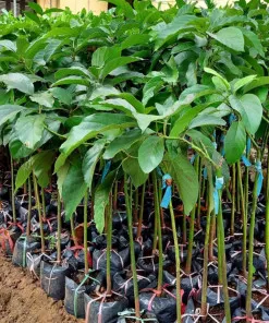 Sản phẩm bo 1 e1715737905105 247x296 — Công Ty Cổ Phần Hệ Sinh Thái Công Nghệ Việt Nam — MST 0106202327