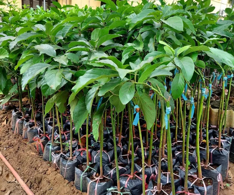 Sản phẩm bo 1 e1715737905105 — Công Ty Cổ Phần Hệ Sinh Thái Công Nghệ Việt Nam — MST 0106202327