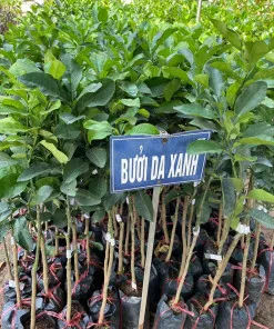 Sản phẩm buoi da xanh 1 e1715654468618 247x296 — Công Ty Cổ Phần Hệ Sinh Thái Công Nghệ Việt Nam — MST 0106202327