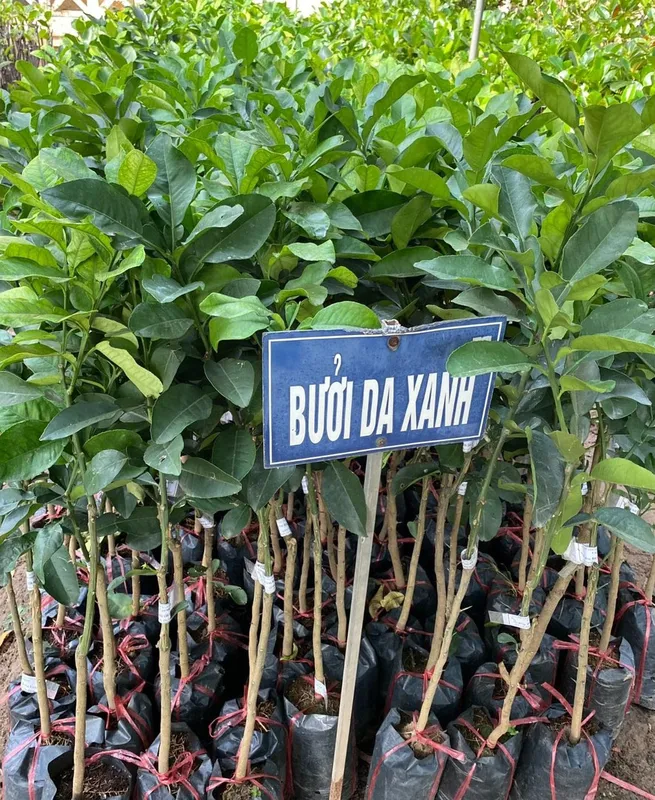Sản phẩm buoi da xanh 1 e1715654468618 — Công Ty Cổ Phần Hệ Sinh Thái Công Nghệ Việt Nam — MST 0106202327