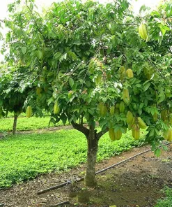 Sản phẩm cach khac phuc cay khe khong ra qua 14104 1 247x296 — Công Ty Cổ Phần Hệ Sinh Thái Công Nghệ Việt Nam — MST 0106202327