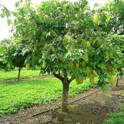 Sản phẩm cach khac phuc cay khe khong ra qua 14104 1 — Công Ty Cổ Phần Hệ Sinh Thái Công Nghệ Việt Nam — MST 0106202327