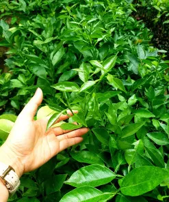 Sản phẩm cam duong canh 247x296 — Công Ty Cổ Phần Hệ Sinh Thái Công Nghệ Việt Nam — MST 0106202327