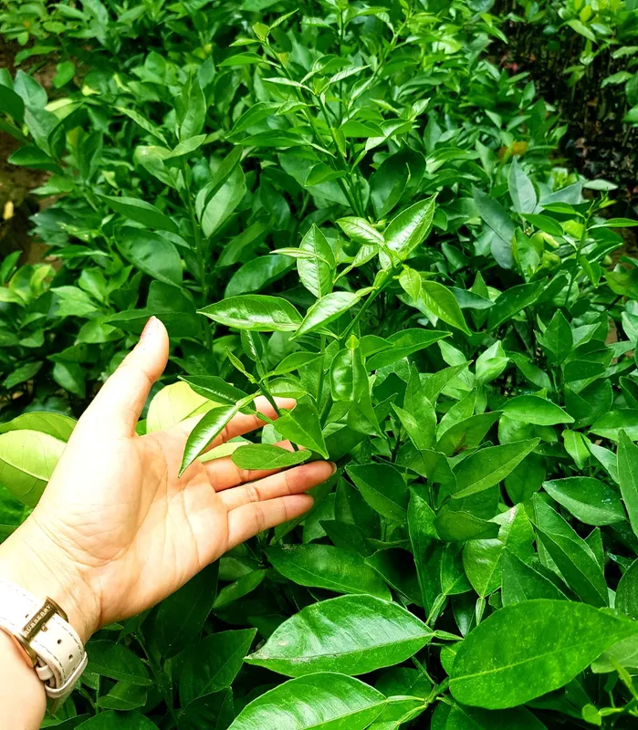 Sản phẩm cam duong canh — Công Ty Cổ Phần Hệ Sinh Thái Công Nghệ Việt Nam — MST 0106202327