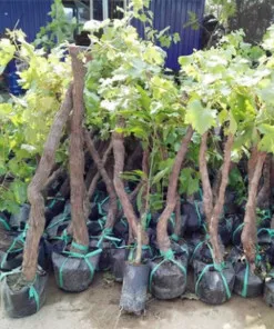Sản phẩm capture 35 ee6a0999 ef07 4424 8c00 850b13fa7335 7 247x296 — Công Ty Cổ Phần Hệ Sinh Thái Công Nghệ Việt Nam — MST 0106202327