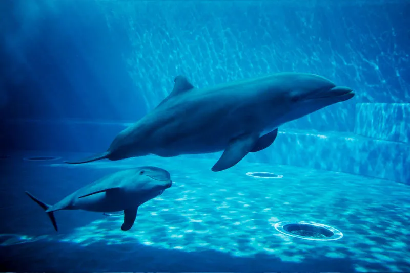 Sản phẩm aquionics dolphinarium abudhabi 1200x801 800x534 1 — Công Ty Cổ Phần Xây Dựng Công Nghệ VIETNAMPOOL — MST 0106218863