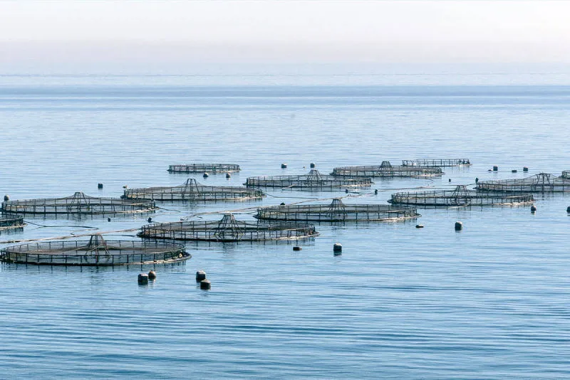 Sản phẩm aquionics marine hatchery 1200x801 800x534 1 — Công Ty Cổ Phần Xây Dựng Công Nghệ VIETNAMPOOL — MST 0106218863