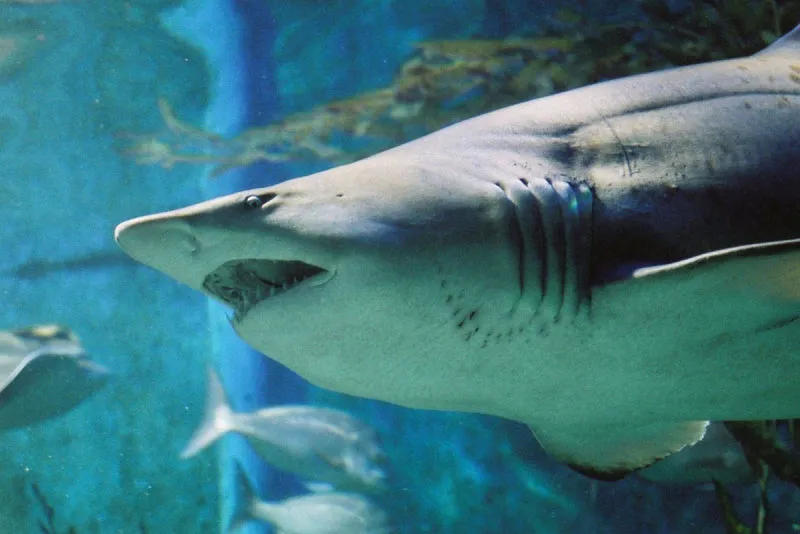 Sản phẩm aquionics melbourne aquarium 1200x801 800x534 1 — Công Ty Cổ Phần Xây Dựng Công Nghệ VIETNAMPOOL — MST 0106218863