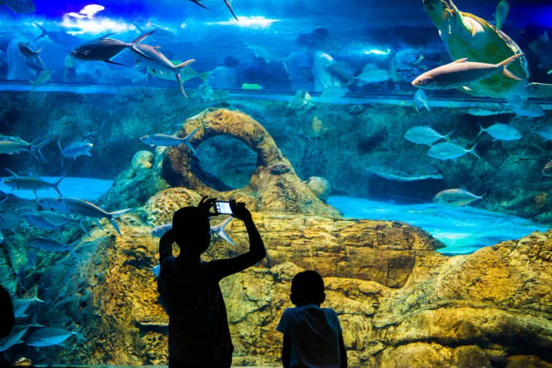 Sản phẩm aquionics nanjing aquarium 1200x801 800x534 1 — Công Ty Cổ Phần Xây Dựng Công Nghệ VIETNAMPOOL — MST 0106218863