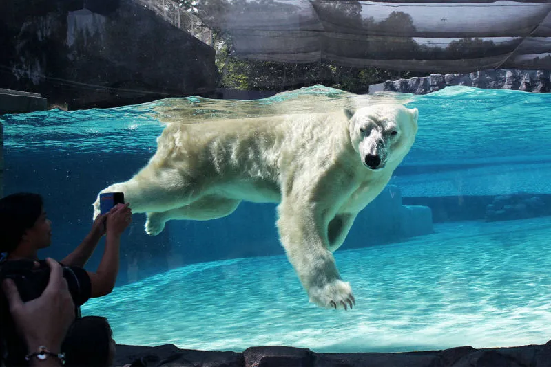 Sản phẩm aquionics singapore zoo 1200x801 800x534 1 — Công Ty Cổ Phần Xây Dựng Công Nghệ VIETNAMPOOL — MST 0106218863